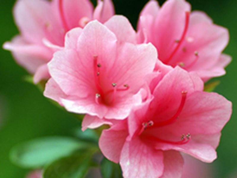 杜鹃花