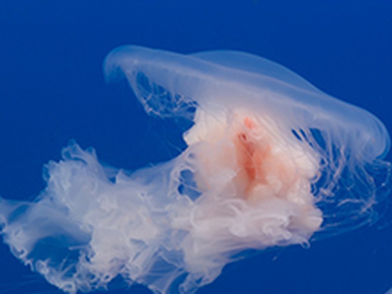 海蜇