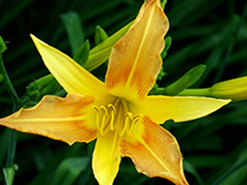 黄花菜