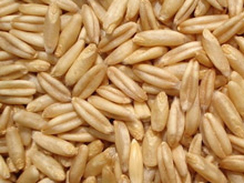 燕麦